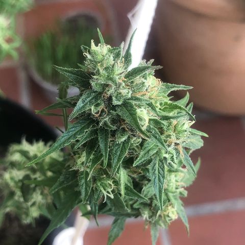 Auto Somango growlog timeline photo