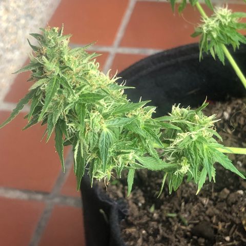 Auto Somango growlog timeline photo