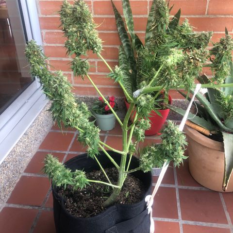 Auto Somango growlog timeline photo