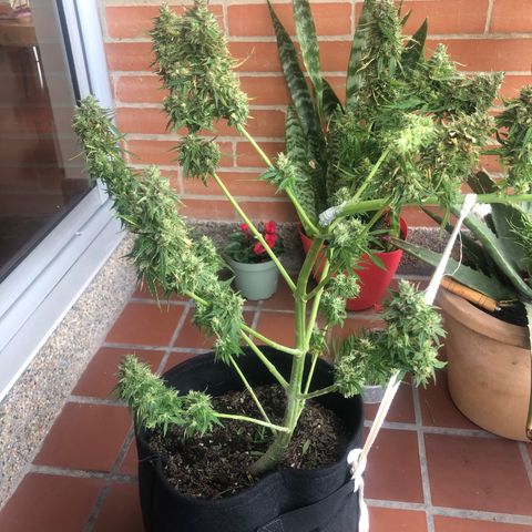 Auto Somango growlog timeline photo