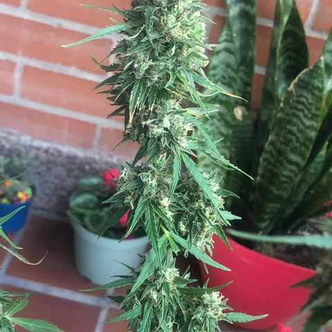 Auto Somango growlog timeline photo