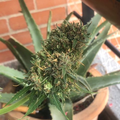 Auto Somango growlog timeline photo