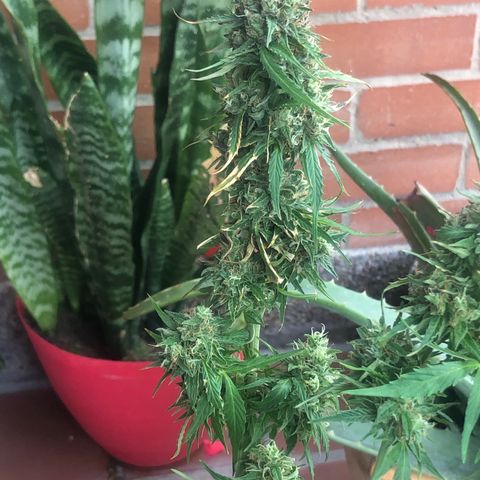 Auto Somango growlog timeline photo
