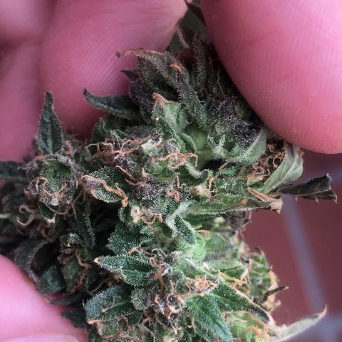 Auto Somango growlog photo: Esta flor tiene un color más oscuro que las otras, parece ser un hongo 