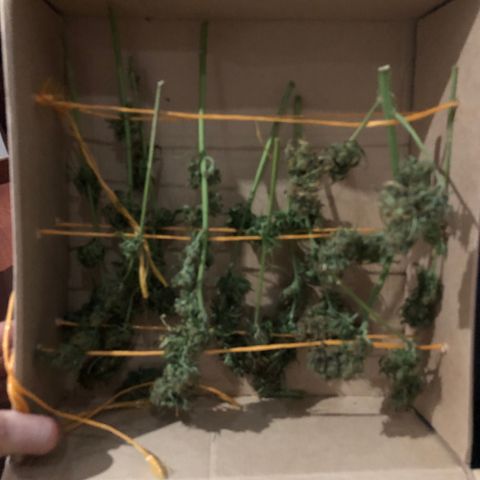 Auto Somango growlog photo: Se guardaron las ranas con las flores en una caja para que queden boca abajo 