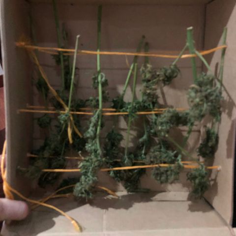 Auto Somango growlog photo: Se guardaron las ranas con las flores en una caja para que queden boca abajo 