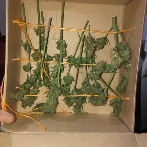 Auto Somango growlog photo: Se guardaron las ranas con las flores en una caja para que queden boca abajo 