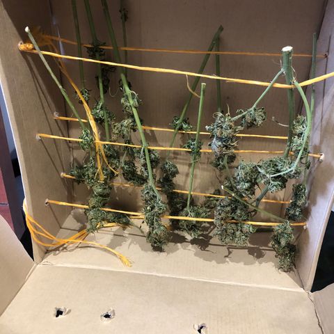Auto Somango growlog photo: Las flores se sienten completamente secas al tacto 