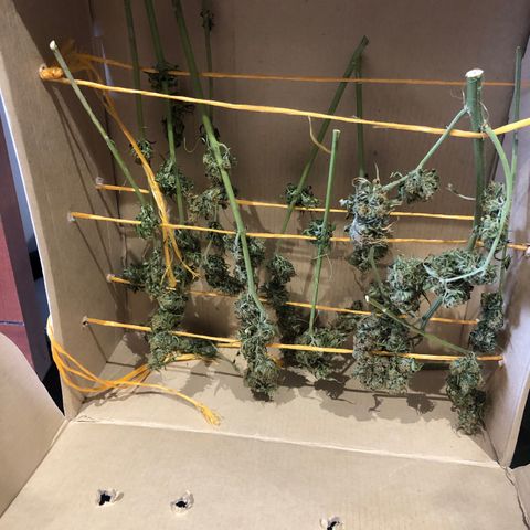 Auto Somango growlog photo: Las flores se sienten completamente secas al tacto 