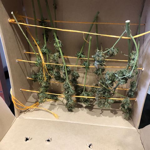 Auto Somango growlog photo: Las flores se sienten completamente secas al tacto 