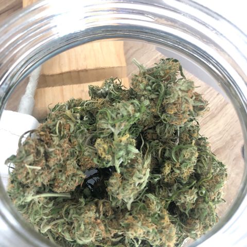 Auto Somango growlog timeline photo