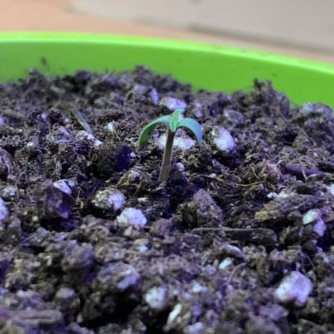 Küsa growlog photo: Küsa je zagledala luč sveta!