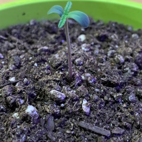 Küsa growlog timeline photo