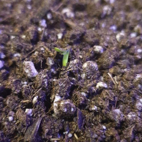 Küsa growlog timeline photo