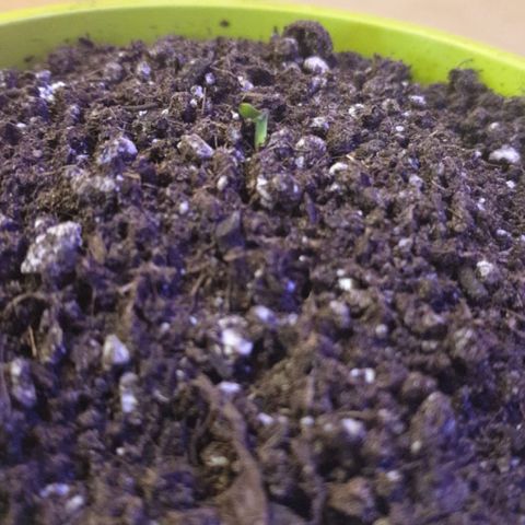 Küsa growlog timeline photo