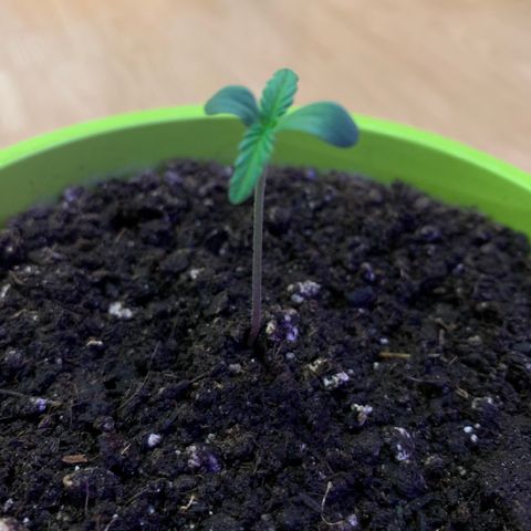 Küsa growlog timeline photo