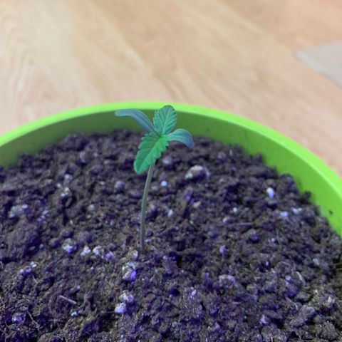 Küsa growlog timeline photo
