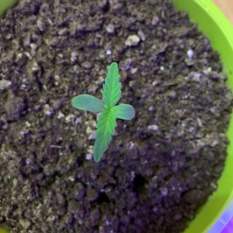 Küsa growlog timeline photo