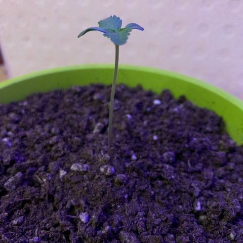 Küsa growlog timeline photo