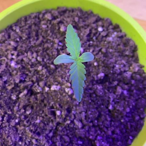 Küsa growlog timeline photo