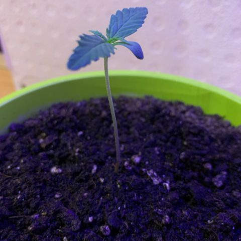 Küsa growlog timeline photo