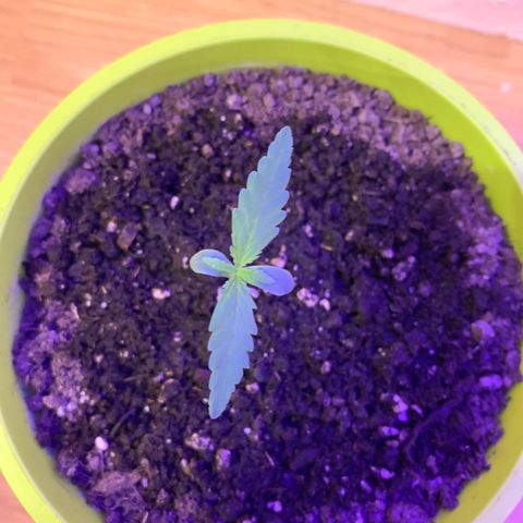 Küsa growlog timeline photo