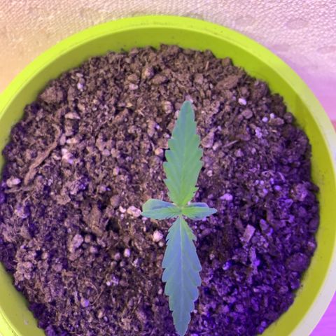 Küsa growlog timeline photo