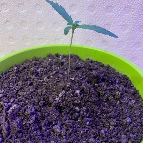 Küsa growlog timeline photo