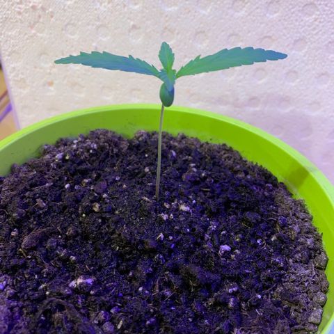 Küsa growlog timeline photo