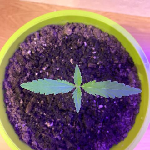 Küsa growlog timeline photo