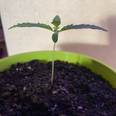 Küsa growlog timeline photo