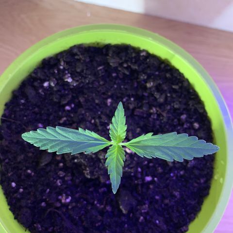 Küsa growlog timeline photo