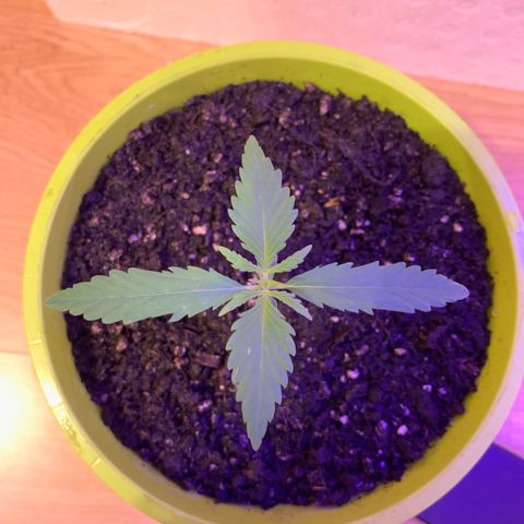 Küsa growlog timeline photo