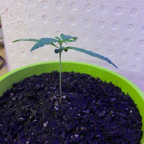 Küsa growlog timeline photo