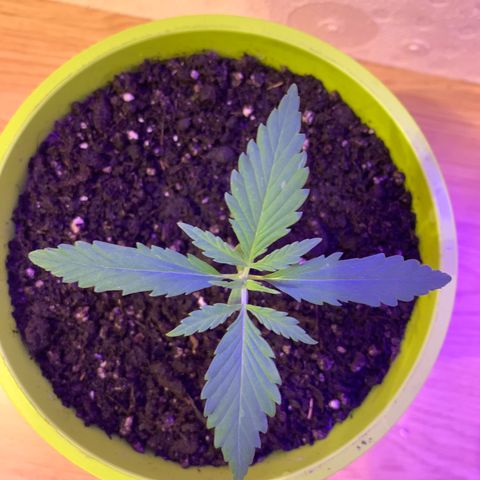 Küsa growlog timeline photo