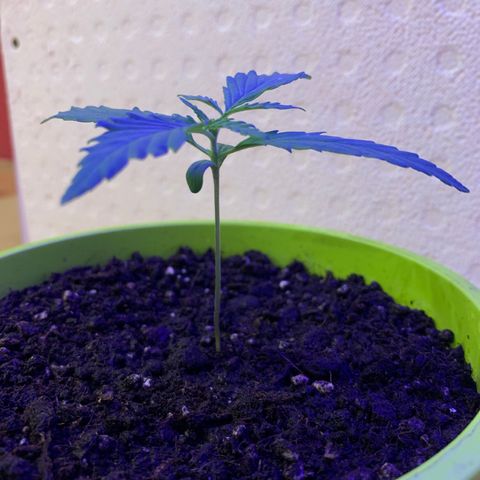 Küsa growlog timeline photo