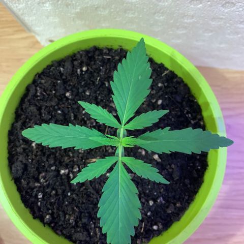 Küsa growlog timeline photo