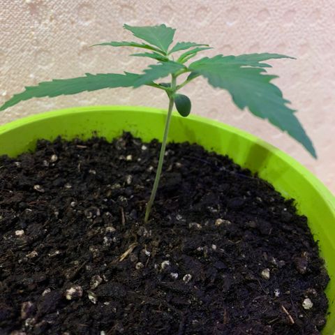 Küsa growlog timeline photo