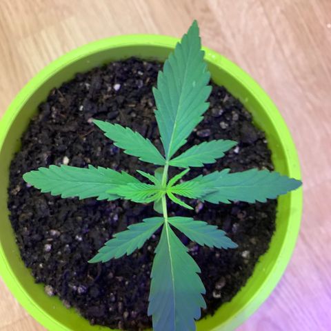 Küsa growlog timeline photo