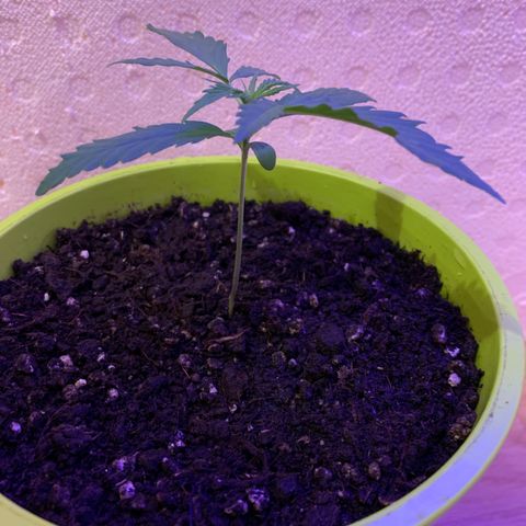Küsa growlog timeline photo