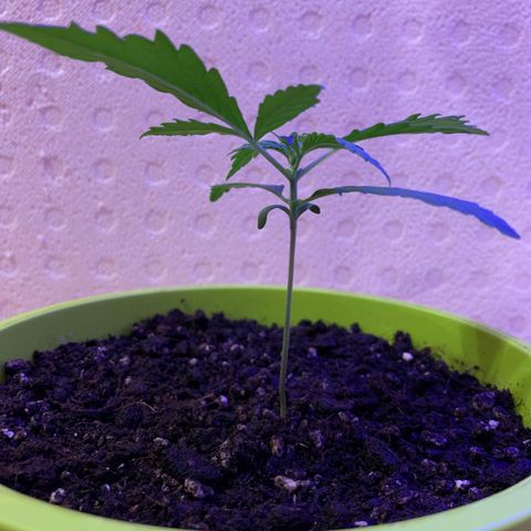 Küsa growlog timeline photo