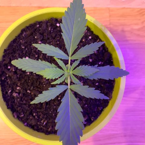 Küsa growlog timeline photo