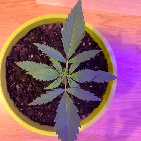 Küsa growlog timeline photo