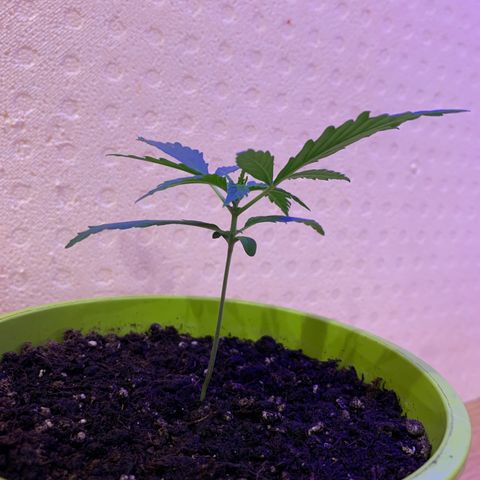 Küsa growlog timeline photo
