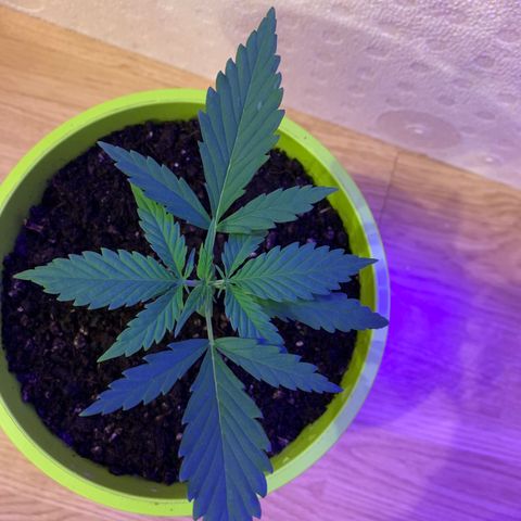 Küsa growlog timeline photo