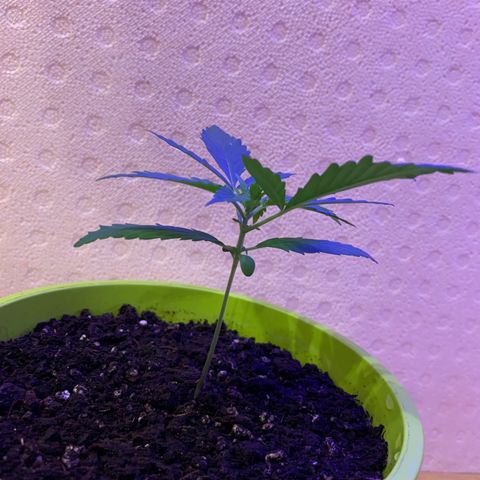 Küsa growlog timeline photo