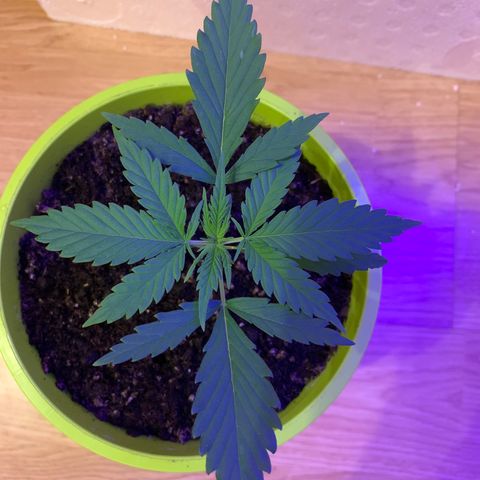 Küsa growlog timeline photo