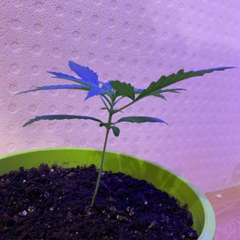 Küsa growlog timeline photo