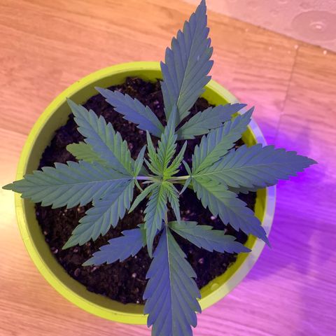 Küsa growlog timeline photo
