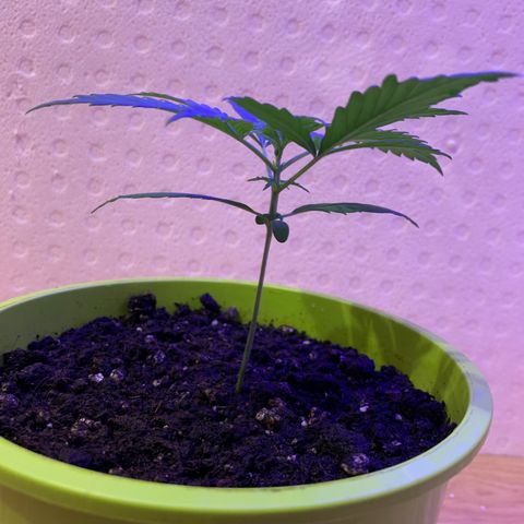 Küsa growlog timeline photo